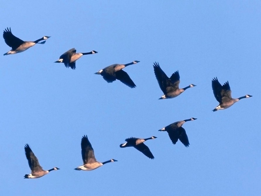 qus-qripine-gore-monitorinq-basladi